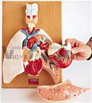   Cardiopulmonary System, Heart and Respiratory Organs